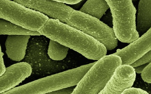 BiomX nets $32M to engineer bacteria-killing viruses for IBD and acne,噬菌体疗法新锐BiomX获B轮融资