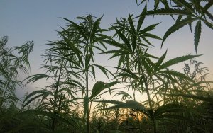 小盘大麻股