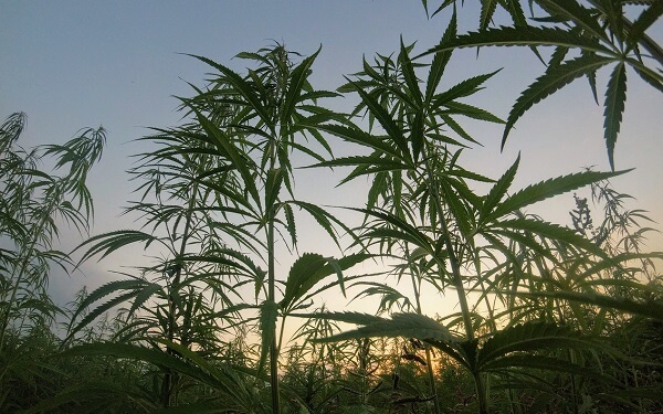 小盘大麻股