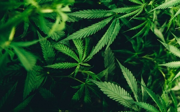 大麻