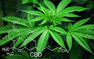 工业大麻