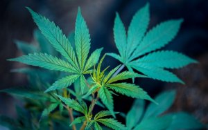 大麻投资