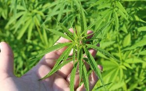 大麻股