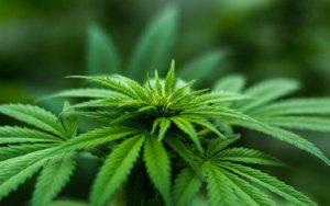 大麻股
