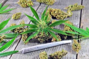 財報在即，大麻公司Aphria的收入能够超預期嗎？