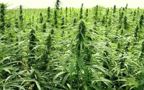 Crop to Enter Oklahoma Medical Cannabis Market,Crop进军俄克拉荷马州医疗大麻市场