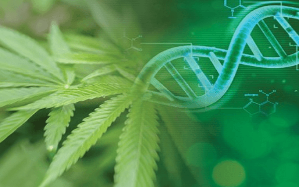 Medicinal Genomics announces Cannabis Pan-Genome project, a major advance in genetics for cannabis breeding,Medicinal Genomics启动大泛基因组项目，成大麻育种遗传学的一项重大进展