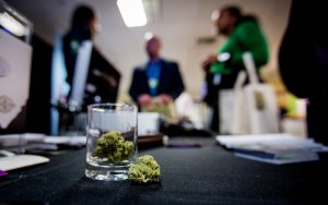 科技和大麻股：股票投资的高成长性组合