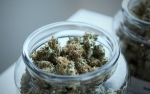 大麻行业
