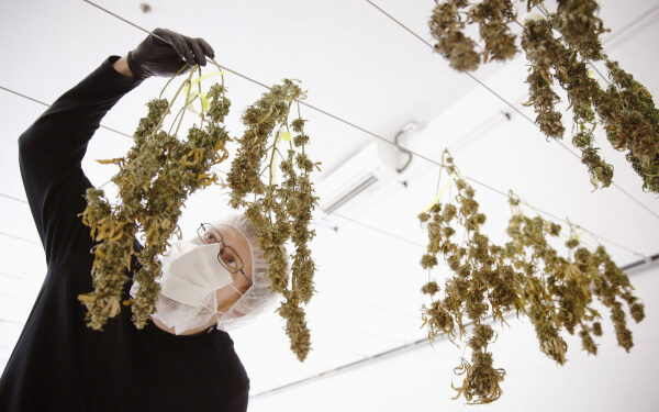 HEXO和Canopy Growth，哪只大麻股更值得買入？
