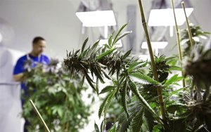 科罗拉多州的历史经验对加拿大的大麻股意味着什么？