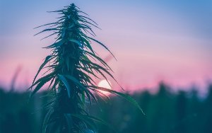 Namaste