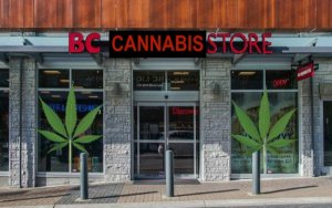非法市场被冷落，合法大麻价格上涨17.3%