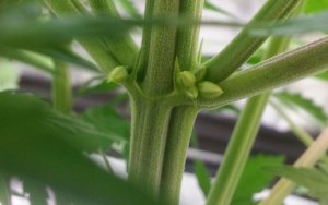 加拿大大麻股