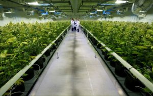 市销率 加拿大大麻股