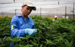 药用大麻 哥伦比亚