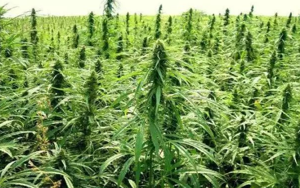 HempWave Acquires Two Arizona Greenhouses with over 210,000 Square Feet of Growing Space to Supply Industrial Hemp Seeds and Clones,HempWave收购两个亚利桑那温室