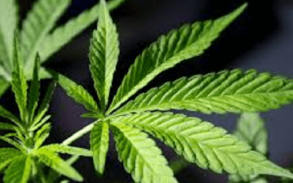 Vegas city officials approve marijuana consumption lounges,拉斯维加斯市政官员批准大麻娱乐室