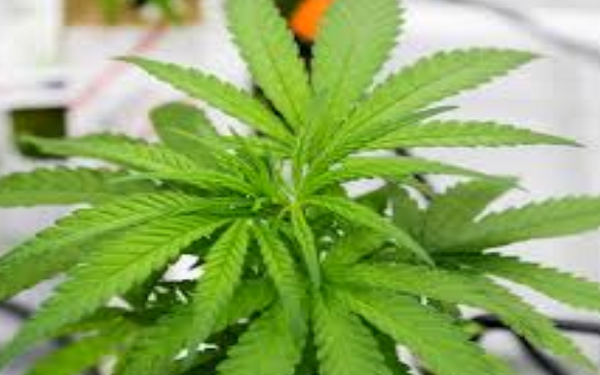Asia's Medicinal Cannabis Market Could Be Worth Over $US5.8 Billion by 2024 - Prohibition Partners，Prohibition Partners称亚洲医用大麻市场规模可能超过$58亿，中国有巨大机会
