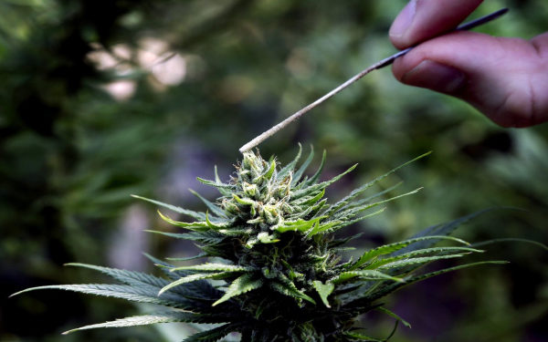 中美贸易战 大麻股
