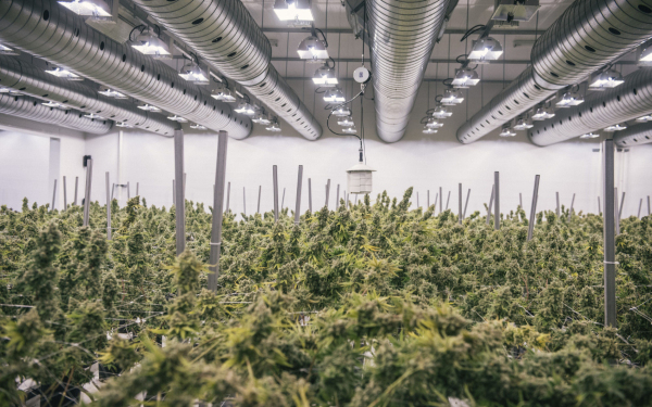 未来五年，Canopy Growth将走向何方？