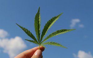 优质大麻