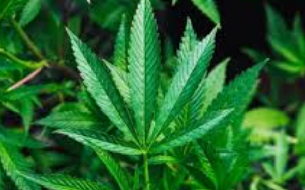 LGC Capital Announces Agreement to Acquire a Significant Interest in Fully Licenced European Pharmaceutical Company, Freia Farmaceutici Srl.,加拿大LGC Capital收购欧洲药企Freia Farmaceutici Srl的35%股权