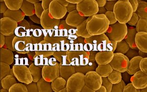 另辟蹊径，大麻素生物合成技术对大麻行业意味着什么？