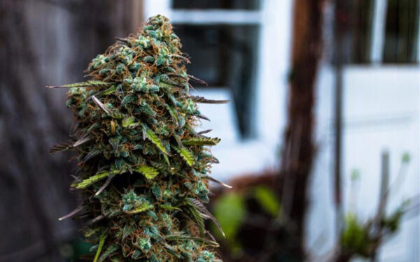 大麻股 大麻行业