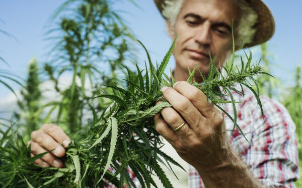 大麻二酚（CBD） 美國工業大麻 加拿大大麻種植商