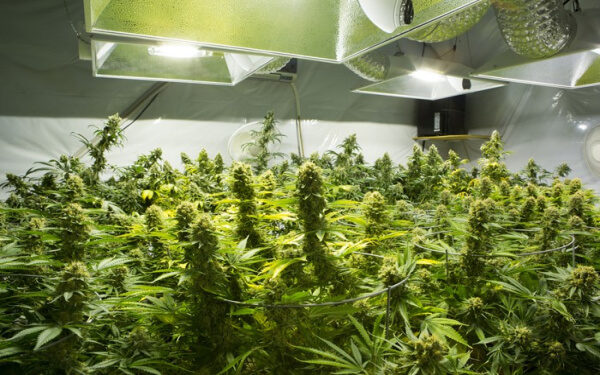 OrganiGram Holdings 加拿大大麻種植商