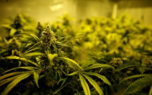 Stifel GMP Capital 美国大麻并购