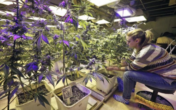 大麻股 銷售額