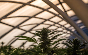 大麻股 Auxly Cannabis Group Green Organic Dutchman