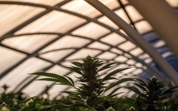 大麻股 Auxly Cannabis Group Green Organic Dutchman
