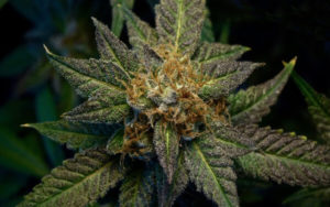 大麻股 銷售額 Auxly Cannabis Group Green Organic Dutchman HEXO Flowr