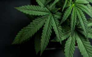 大麻股 Canopy Growth 触底