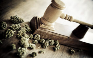 美國緝毒局DEA 大麻配額 大麻研究