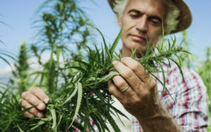 大麻二酚（CBD） 美國工業大麻 加拿大大麻種植商