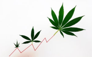大麻股 銷售額 GW Pharmaceuticals Aphria HEXO