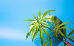 大麻 海外市場 Aurora Cannabis Tilray Canopy Growth