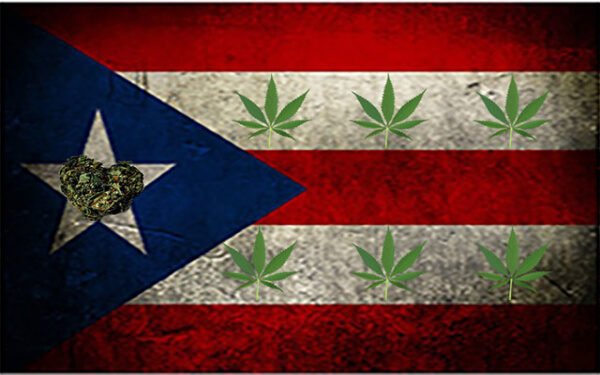 波多黎各 药用大麻 大麻食用品