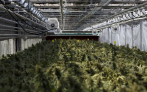 大麻生産商CannTrust 加拿大衛生部
