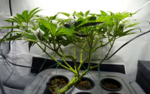 大麻行業 藥用大麻 融資 幷購