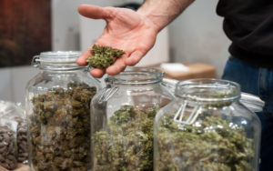 优质大麻