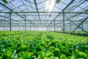 interior grow room 2