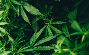 Cannabis