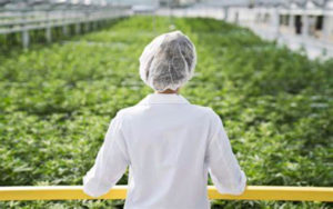 加拿大大麻股