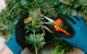 大麻股投资