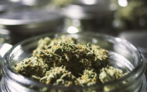 北美大麻行业